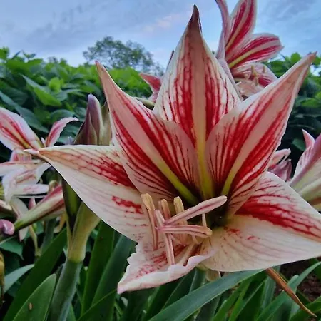 Fantazija Apartment Rovinj